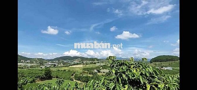 bán 10000m2 dat trong cây lâu năm có 2000 đất  xây dung