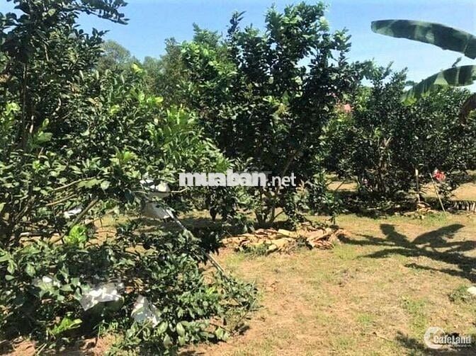 BÁN GẤP 1300M2 VƯỜN CÂY ĂN TRÁI SẴN THỔ CƯ MẶT ĐƯỜNG NHỰA  GIÁ 400TR