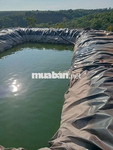 Chính chủ cần bán 16000m2 đất trồng sầu riêng