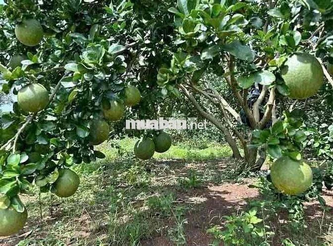 Bán nhà vườn gần chợ Minh Hưng,Chơn Thành 300m2/310 Triệu đầu tư tốt