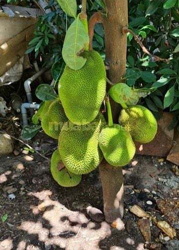 Nhà MT Đường Tân Hiệp 7 Xã Hóc Môn giảm giá còn 30tr /m2 rẻ như bèo. 