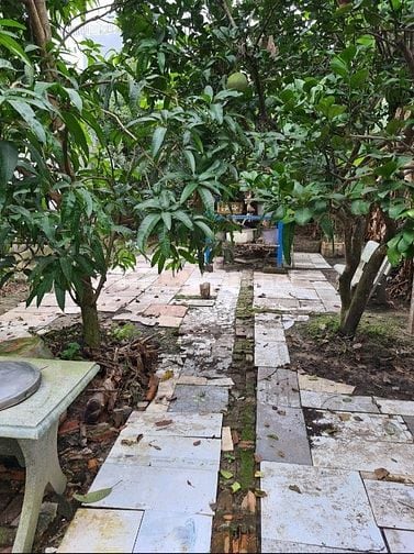 Nhà MT Đường Tân Hiệp 7 Xã Hóc Môn giảm giá còn 30tr /m2 rẻ như bèo. 