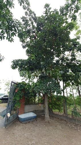 Chính Chủ Bán Gấp Lô Đất Đẹp 1700m2 Đường Trung Lập, Thái Mỹ, Củ Chi -