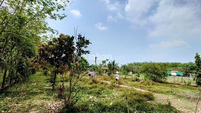 Chính Chủ Bán Gấp Lô Đất Đẹp 1700m2 Đường Trung Lập, Thái Mỹ, Củ Chi -