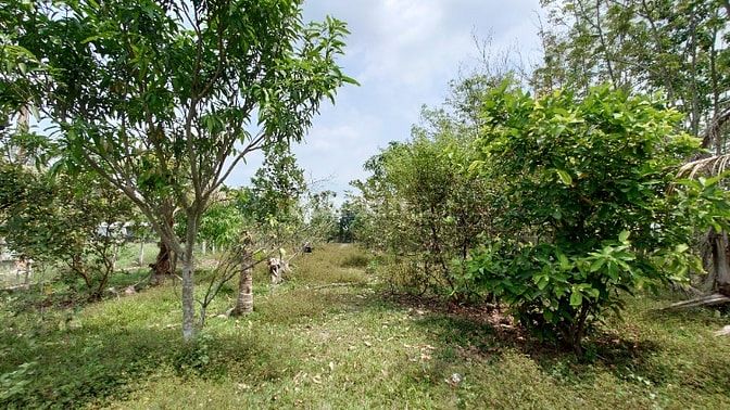 Chính Chủ Bán Gấp Lô Đất Đẹp 1700m2 Đường Trung Lập, Thái Mỹ, Củ Chi -