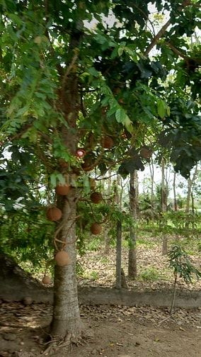 Chính Chủ Bán Gấp Lô Đất Đẹp 1700m2 Đường Trung Lập, Thái Mỹ, Củ Chi -