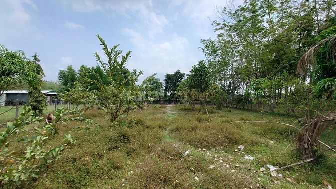 Chính Chủ Bán Gấp Lô Đất Đẹp 1700m2 Đường Trung Lập, Thái Mỹ, Củ Chi -