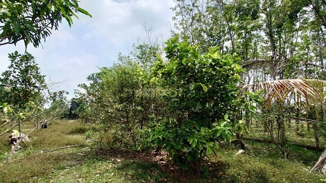 Chính Chủ Bán Gấp Lô Đất Đẹp 1700m2 Đường Trung Lập, Thái Mỹ, Củ Chi -