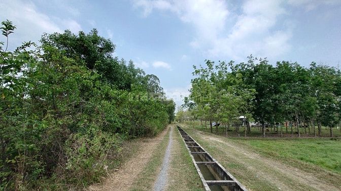 Chính Chủ Bán Gấp Lô Đất Đẹp 1700m2 Đường Trung Lập, Thái Mỹ, Củ Chi -