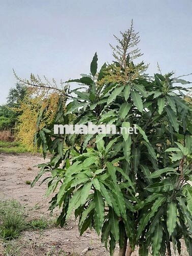 bán đất mặt tiền  kênh 1 xã tân thành .thủ thừa dt 2070m2