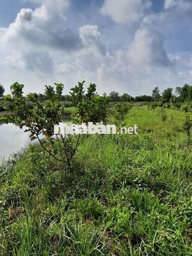 bán đất mặt tiền  kênh 1 xã tân thành .thủ thừa dt 2070m2