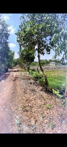 Bán Đất thổ cư xã tân bình Tân Thạnh Long An cũ DT 1300m2 Mặt tiền 18m