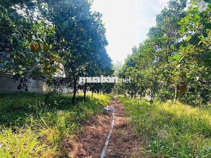 GIẢM GIÁ BÁN NHANH LÔ 213m2 TRỒNG MÍT, SỔ RIÊNG, GIÁ 550TR, THỔ CƯ 100