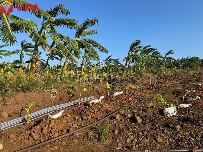 Thông báo đấu giá tài sản bảo đảm của bà Trần Trân Thanh Vân 