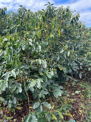 ĐẤT RẪY CÀ PHÊ TRIỀN ĐỒI (TRUNG TÂM HÀNH CHÍNH LÂM ĐỒNG MỚI)