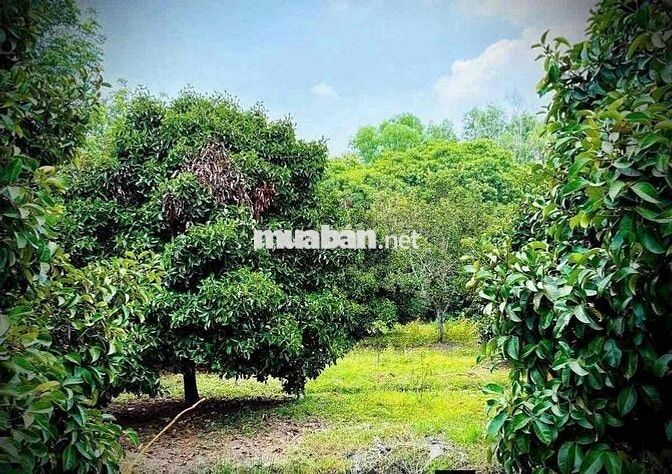 Kẹt tiền bán gấp vườn má cho gần chợ