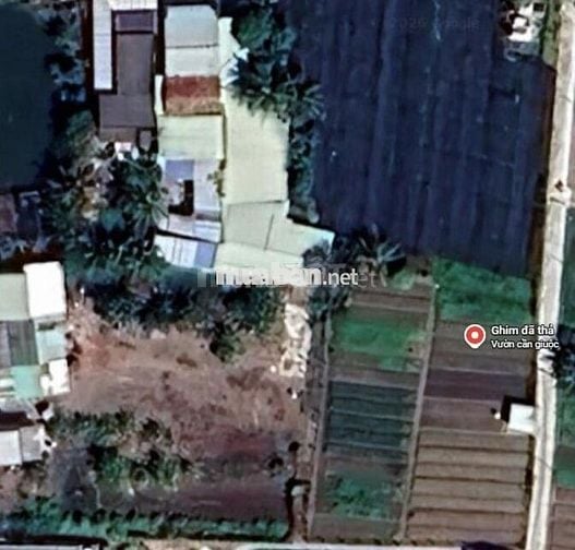 BÁN ĐẤT VƯỜN – BỜ HỦ TÍU, PHƯỚC HẬU, CẦN GIUỘC (LONG AN) 