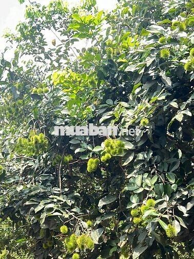 Chính chủ bán đất nhà vườn Đồng Nai ngay đường tỉnh 769 giá rẻ