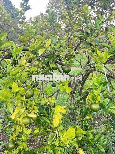 Chính chủ bán đất nhà vườn Đồng Nai ngay đường tỉnh 769 giá rẻ