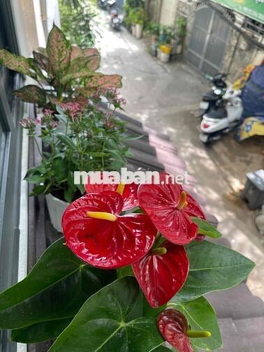 Khu vip Bình Thạnh còn xót lại căn này - Ô tô ngay cửa - Tiềm năng.