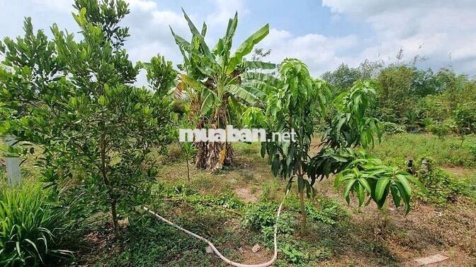 nhà vườn 20x50m đường trung lập