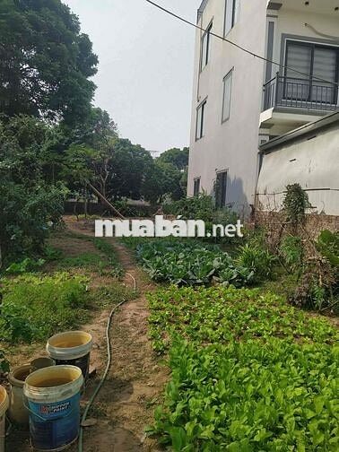 cần bán manh đất phụng châu chương mỹ Hà Nội