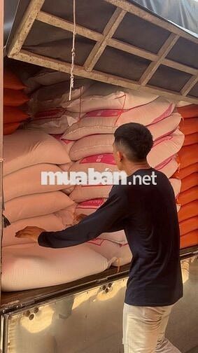 VỰA GẠO TUYỂN BỐC VÁC, GIAO HÀNG GẠO