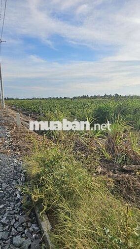 500m2 mặt tiền đường nhựa 1ty700