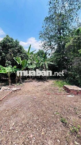 CHÍNH CHỦ CẦN BÁN NHÀ VƯỜN 656M²