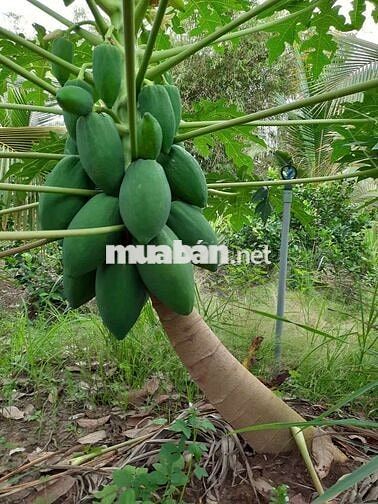 Phòng Đẹp lầu 1-2 Ngay MT Chợ - Tiện Ích Xung Quanh