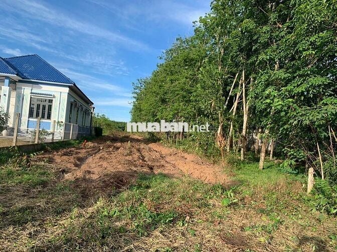 bán đất vườn trồng cao su đất đẹp mặt tiền quốc lộ hướng đi bến cát