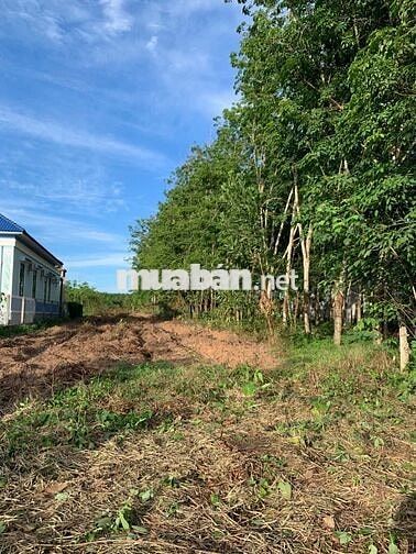 bán đất vườn trồng cao su đất đẹp mặt tiền quốc lộ hướng đi bến cát