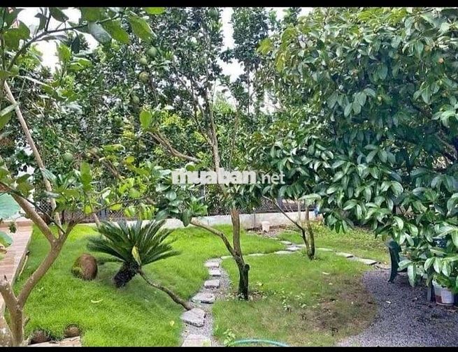 Bán nhà vườn sổ hồng riêng, DT 300m2 có sẵn nhà cấp 4 giá 970triệu