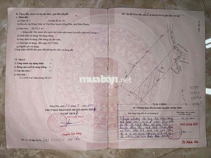 BÁN 2.8HA CAO SU ĐANG CẠO – 75M MẶT TIỀN – QUY HOẠCH SKK