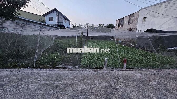 bán đất full thổ cư cư - đường bùi thị Lùng-thơi tam thôn - hóc môn