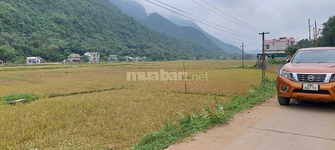 Chính chủ cần bán gấp 495m view cánh đồng Siêu đẹpTân Lạc Hoà Bình