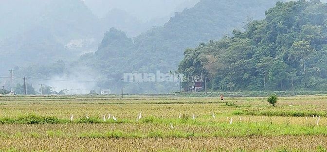 Chính chủ cần bán gấp 495m view cánh đồng Siêu đẹpTân Lạc Hoà Bình