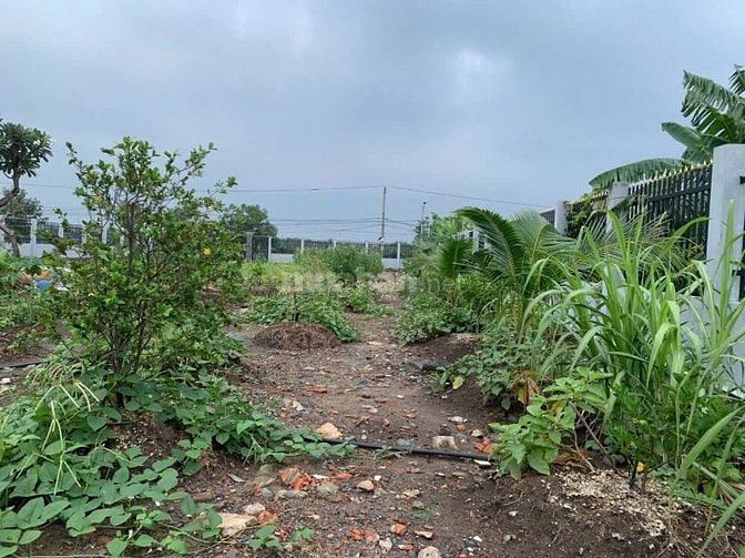 Bán 2.000m2 có 1.350 thổ, MT Lương Ngang, Tân Nhựt, Bình Chánh