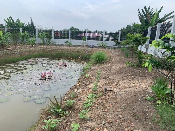 Bán 2.000m2 có 1.350 thổ, MT Lương Ngang, Tân Nhựt, Bình Chánh