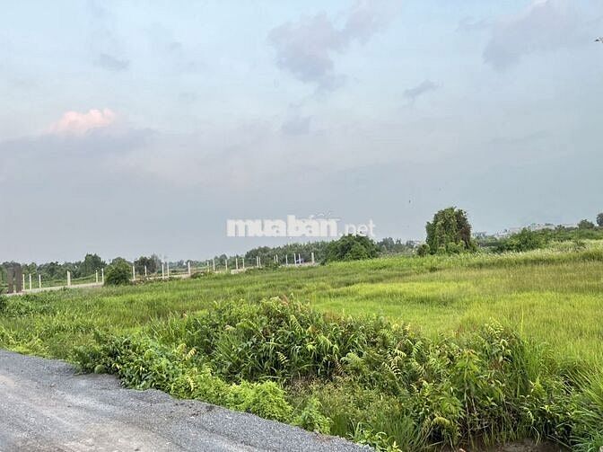 ĐẤT KHU DÂN CƯ BÌNH MỸ CỦ CHI DIỆN TÍCH 1188M2 *** THỊ TRƯỜNG.