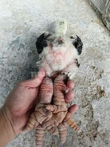 Gà con giống đông tảo trên 30 ngày tuổi