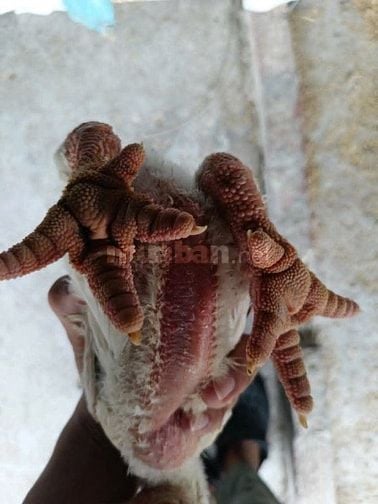 Gà con giống đông tảo trên 30 ngày tuổi
