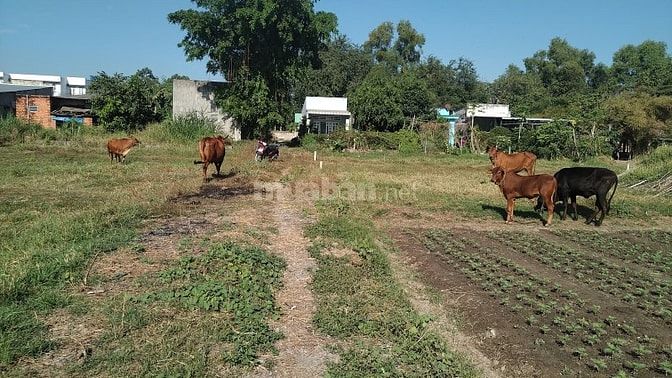BÁN GẤP 413M2 ĐẤT SAU ĐƯỜNG 107 TÂN THẠNH ĐÔNG- CỦ CHI