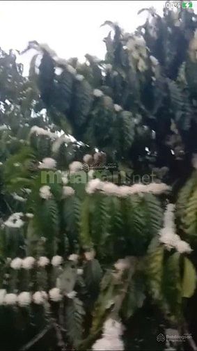 CHÍNH CHỦ CẦN BÁN GẤP 9,3 HA RẪY TÀ ĐÙNG