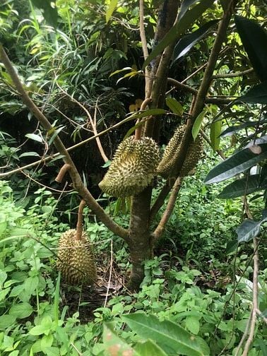 CHÍNH CHỦ CẦN BÁN GẤP 9,3 HA RẪY TÀ ĐÙNG