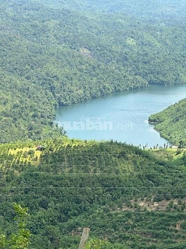 CHÍNH CHỦ CẦN BÁN GẤP 9,3 HA RẪY TÀ ĐÙNG
