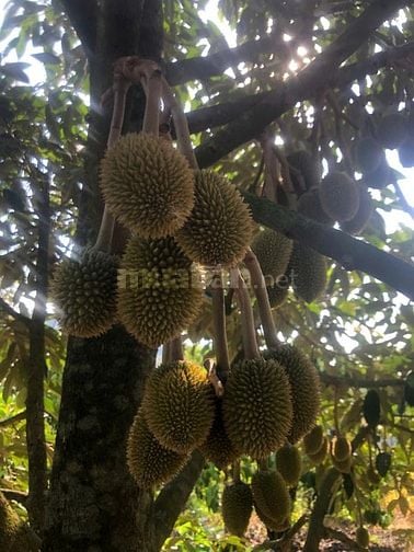 CHÍNH CHỦ CẦN BÁN GẤP 9,3 HA RẪY TÀ ĐÙNG
