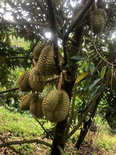 CHÍNH CHỦ CẦN BÁN GẤP 9,3 HA RẪY TÀ ĐÙNG