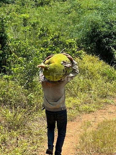 CHÍNH CHỦ CẦN BÁN GẤP 9,3 HA RẪY TÀ ĐÙNG