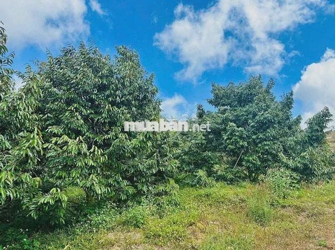 ĐẤT SÀO ĐỒNG NAI, DIỆN TÍCH LỚN CHỈ HƠN 300TR